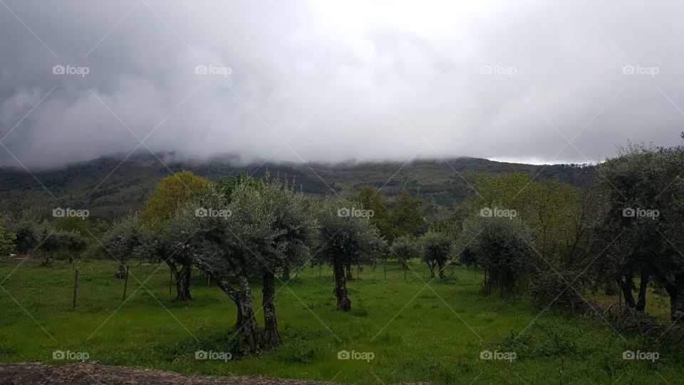o campo verde da aldeia com o céu coberto de nevoeiro