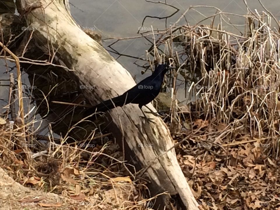 Black Bird. A beautiful black bird.