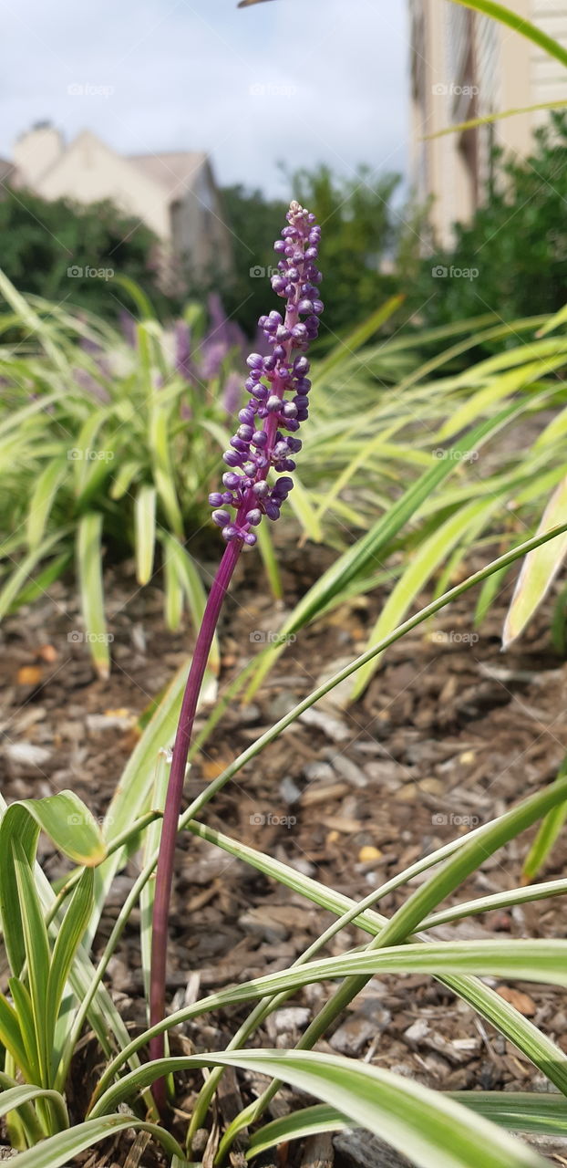 Purple is the last color of the rainbow, it means i will love you forever.