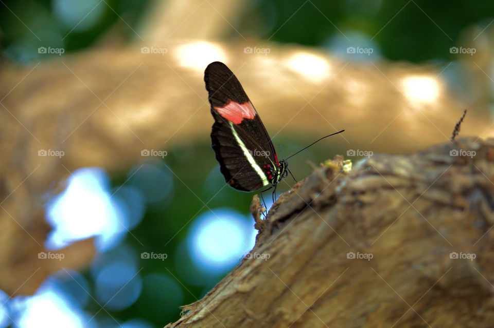 Insect, Butterfly, Wildlife, No Person, Nature