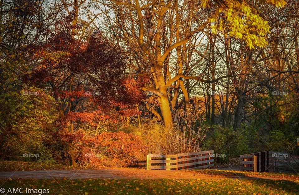 Colorful trees in Autumn