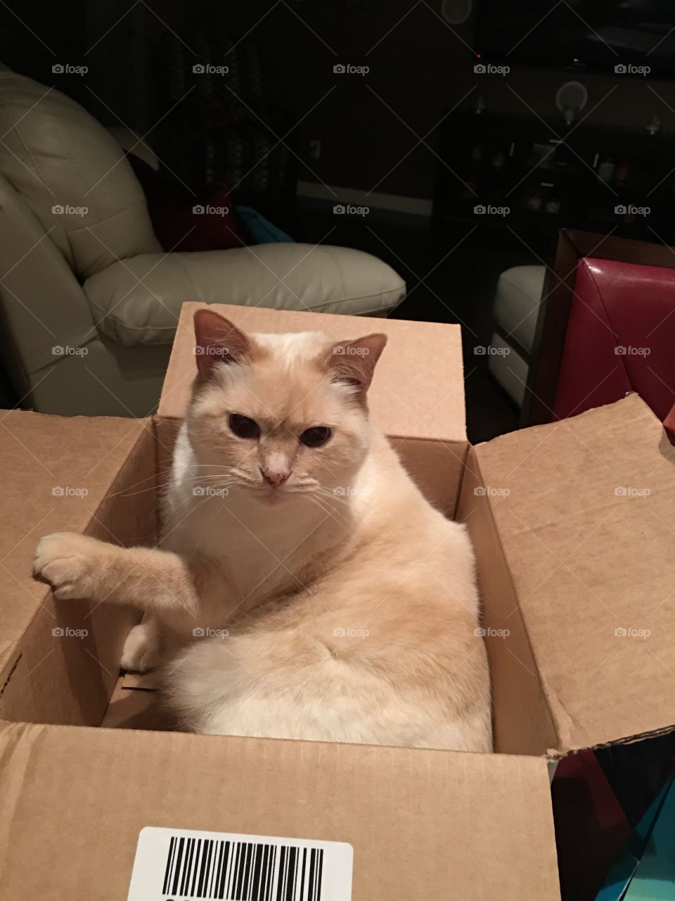 Box, Cat, Container, Portrait, Mammal
