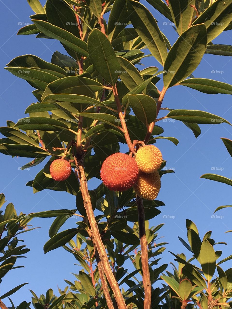 Arbutus tree with fruits