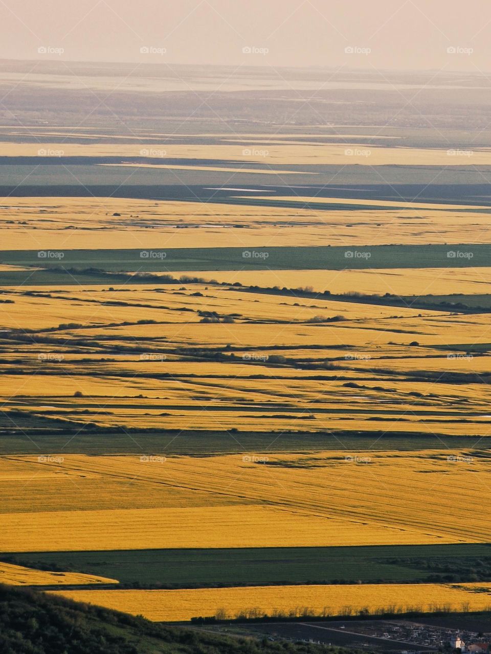 rapeseed meadow