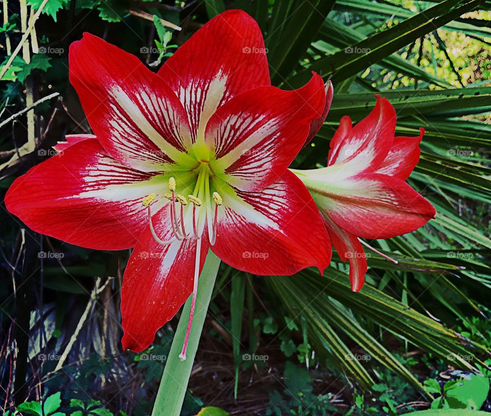 A lovely Red Amaryllis Lily Plant.