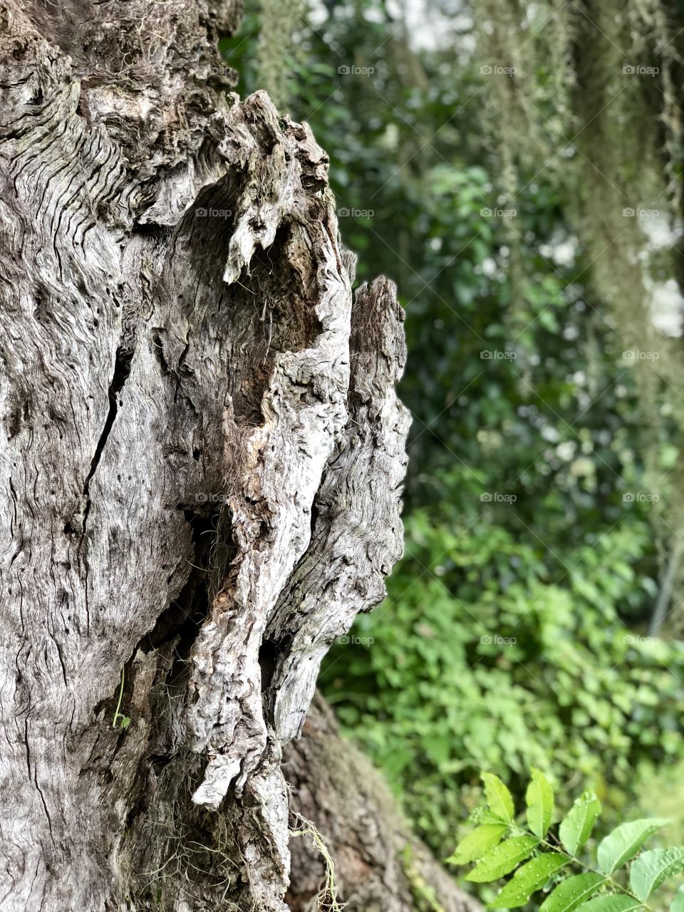 Bark of old oak tree