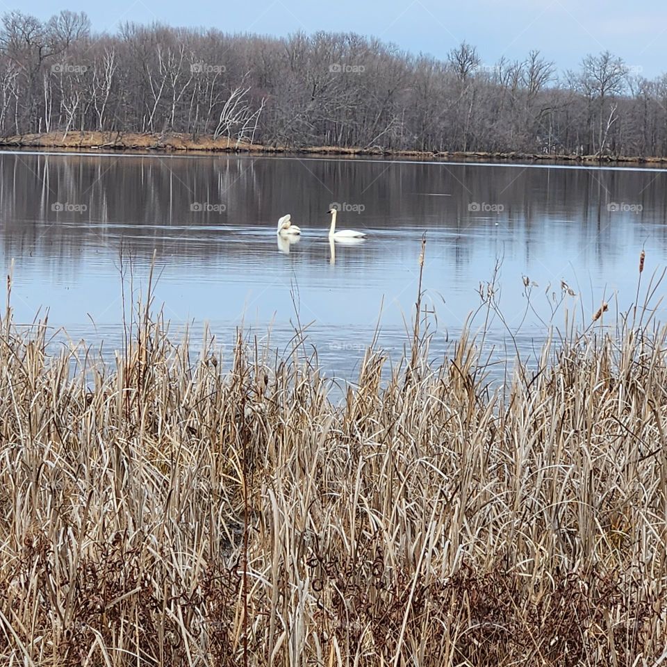 swan mates on the lake