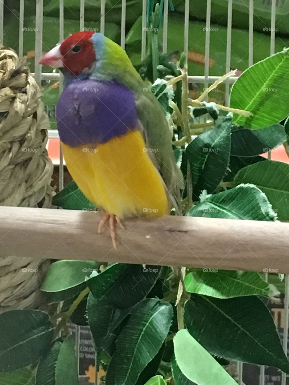 Colourful bird at the pet store 