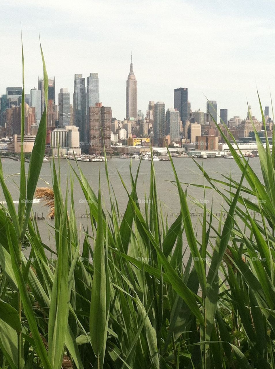 Empire State thru grass