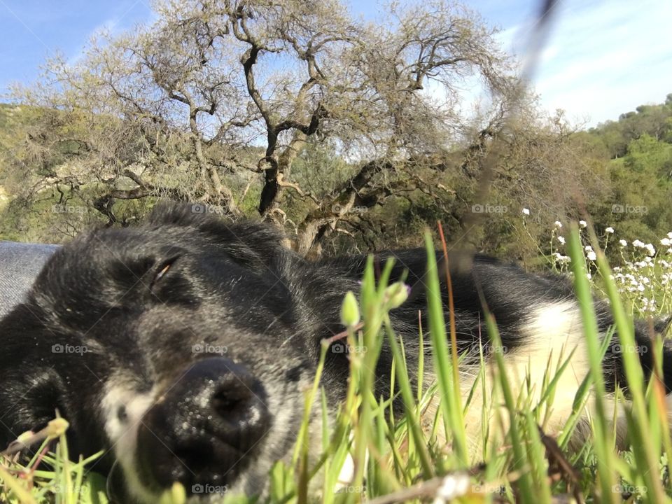 RIP our forever loved KC dog 