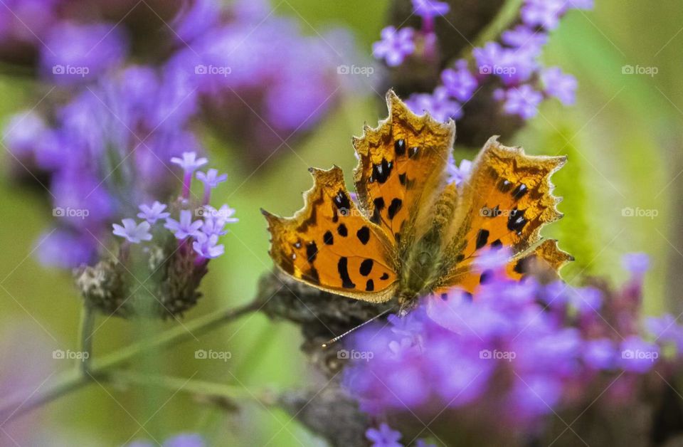 Flowers and butterfly 