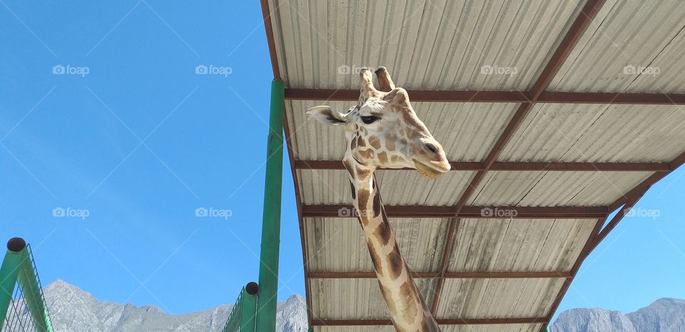 giraffe eating at zoo