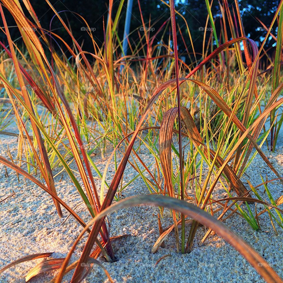 Beach sand grass 