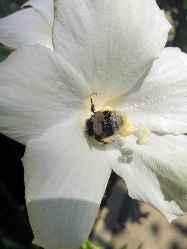 Bee and the flower