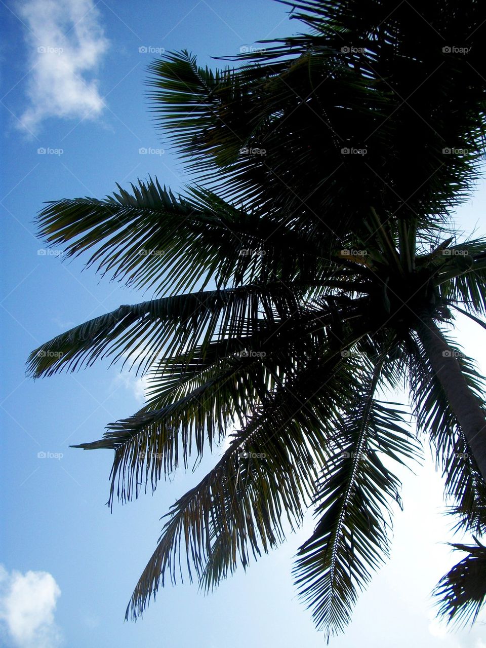 Palm tree silhouette