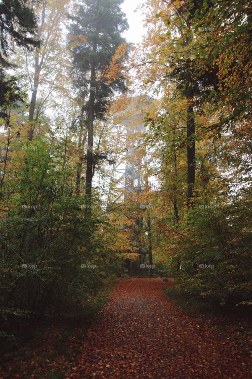 autumn in a forrest