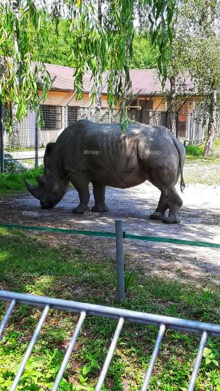 Rhino trying to look for a cosy place