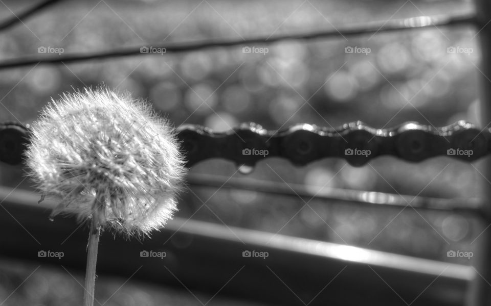 Monochrome, Dof, Blur, Abstract, Black And White