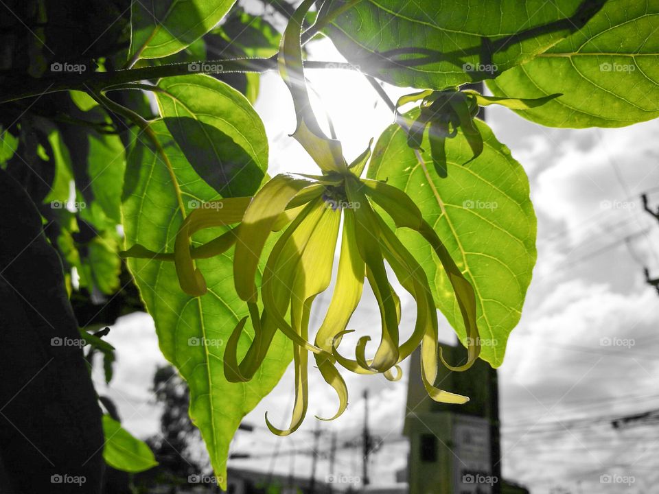 Low angle view of tree branch