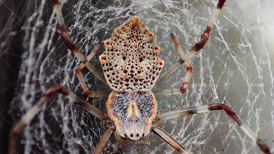 The spider with a terrifying round holes patterns