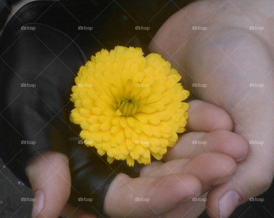 Sunny yellow wildflower cradled by hands.