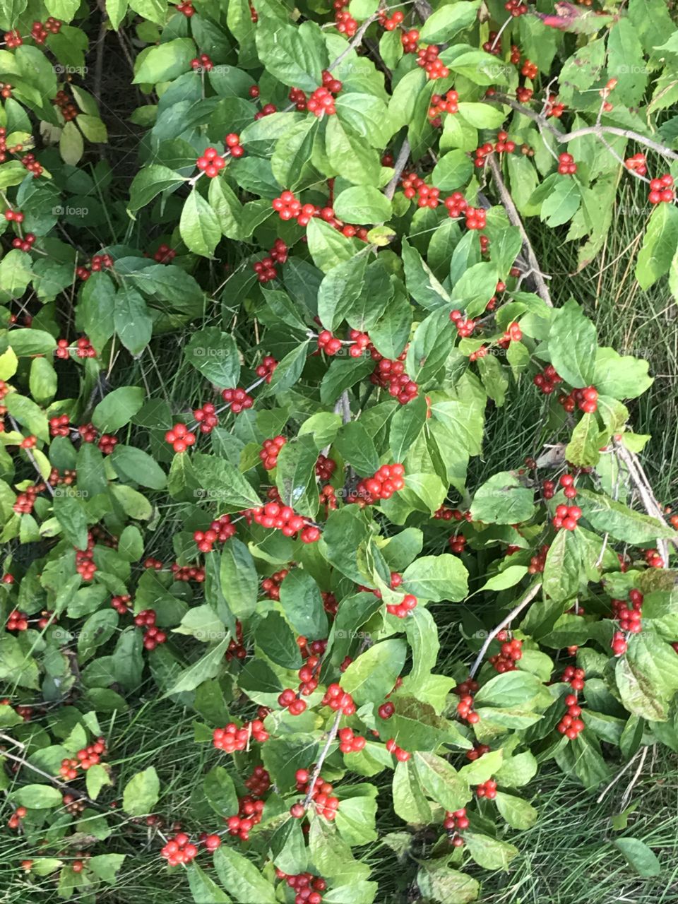 Common Honeysuckle, Branches with clusters of wild red berries