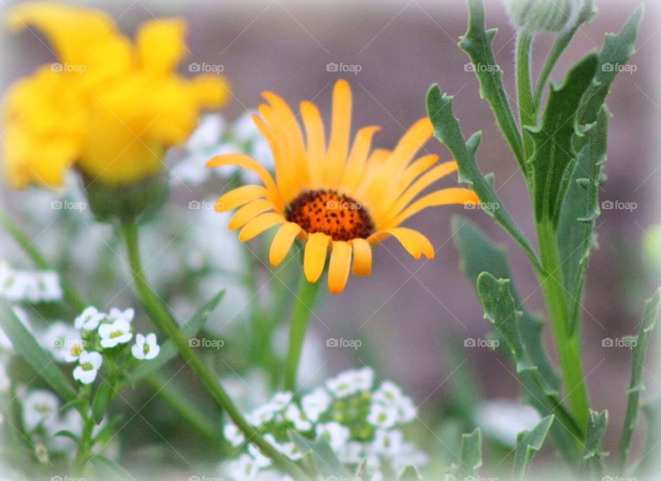 Black Eyed Susan. Black Eyed Susan flowers growing in a lovely garden. 