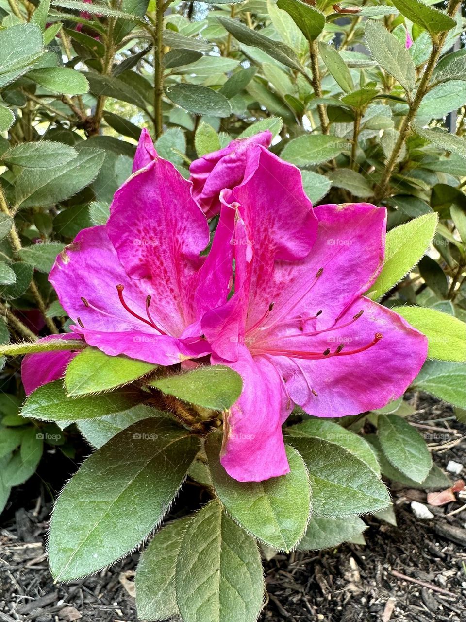 Bright pink azalea flowers in backyard flower bed with green leaves foliage in front of iron fence suburban neighborhood landscaping summer hobby nature close up azaleas