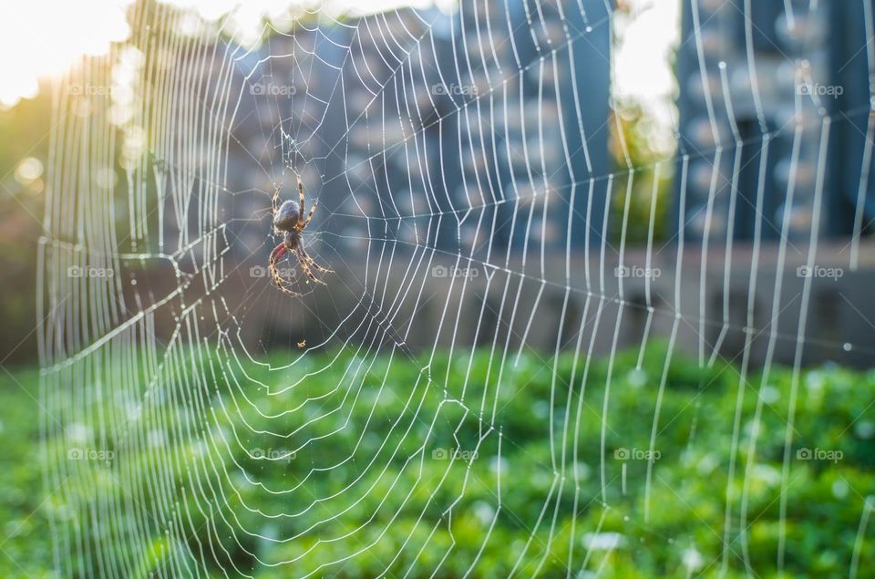 Spider on the web