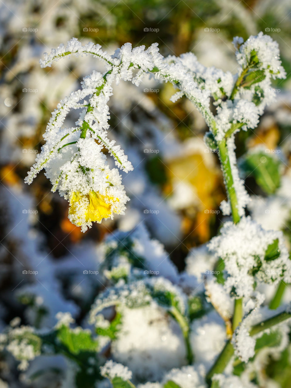 frozen yellow flower in early spring