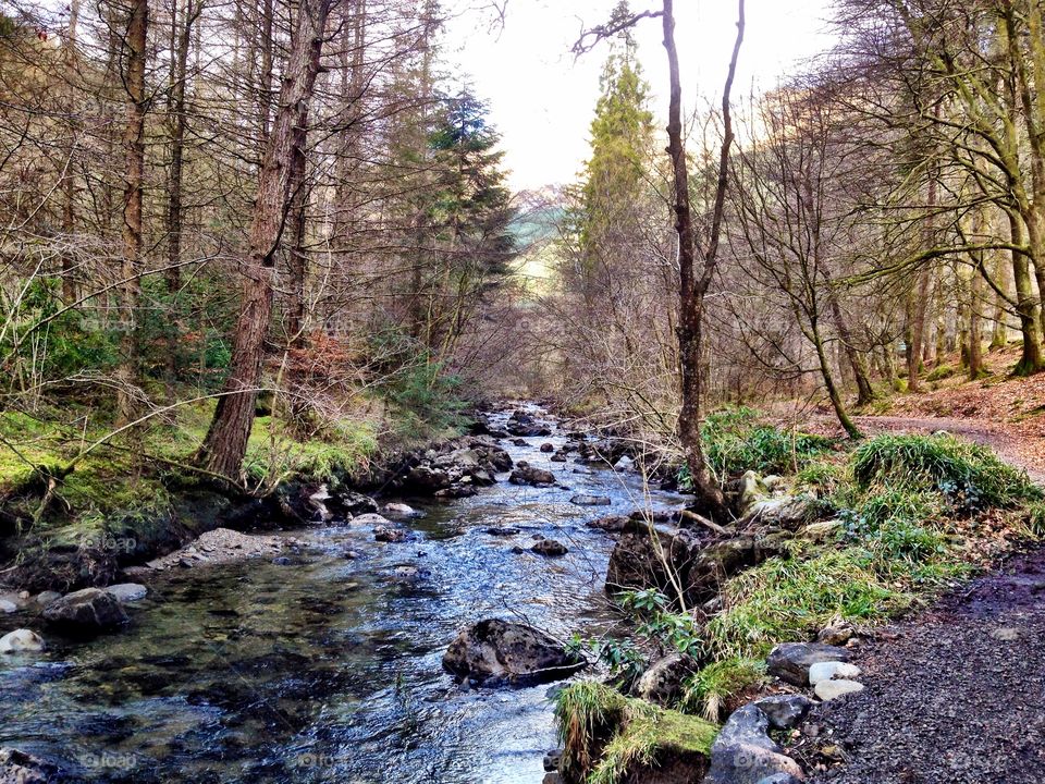 A woodland stream in the Scottish Highlands