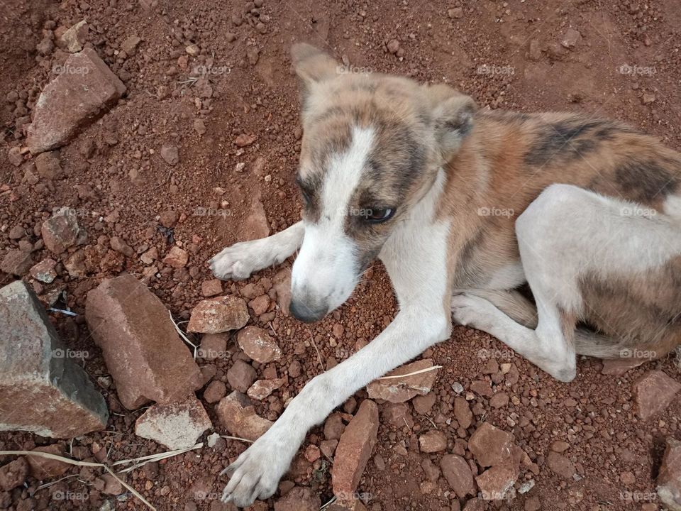 dog puppies the awesome looks of seat
puppy dog the looking