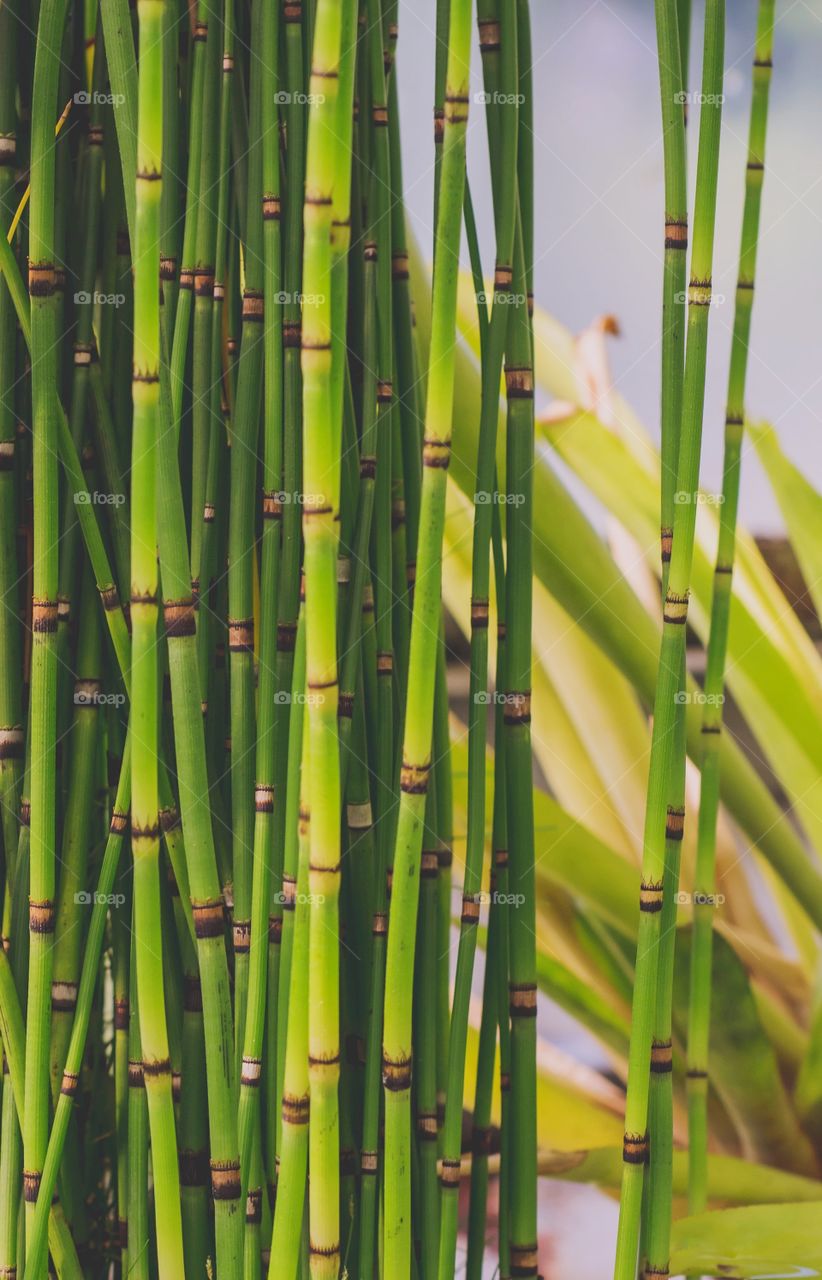 Bamboo stalks. Natural vertical lines and shapes. Green natural background, texture. Shades of green.