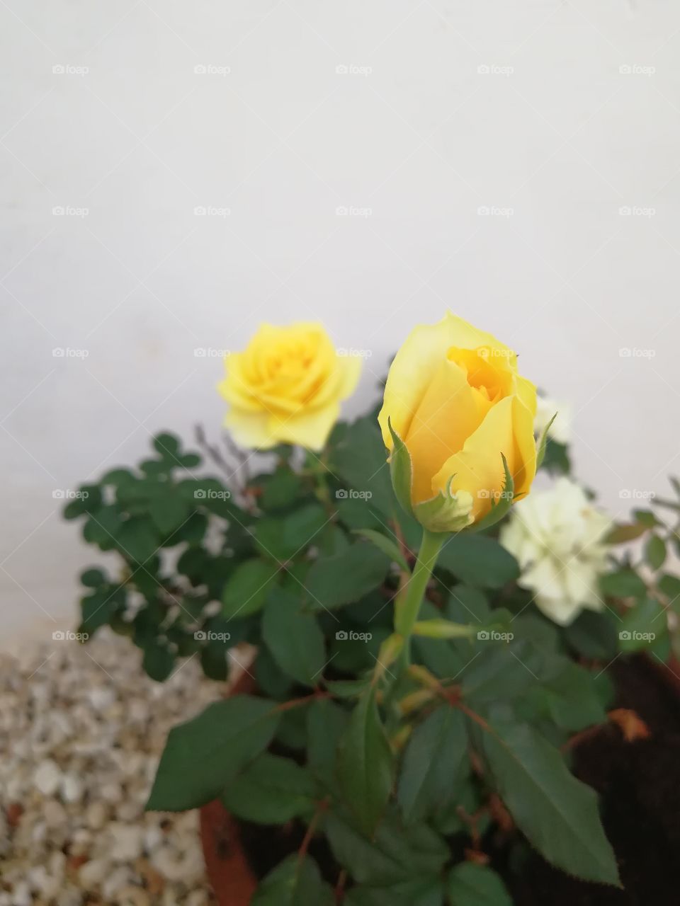 yellow rose