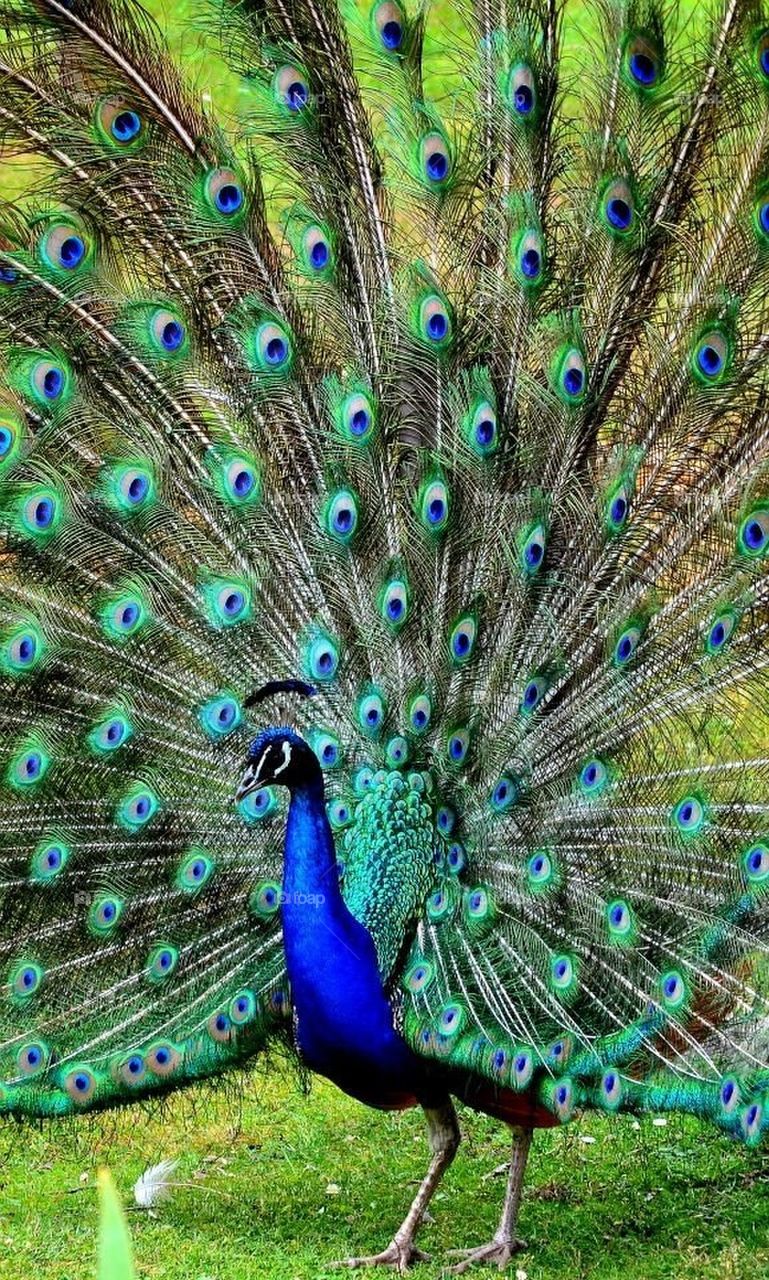 peacock