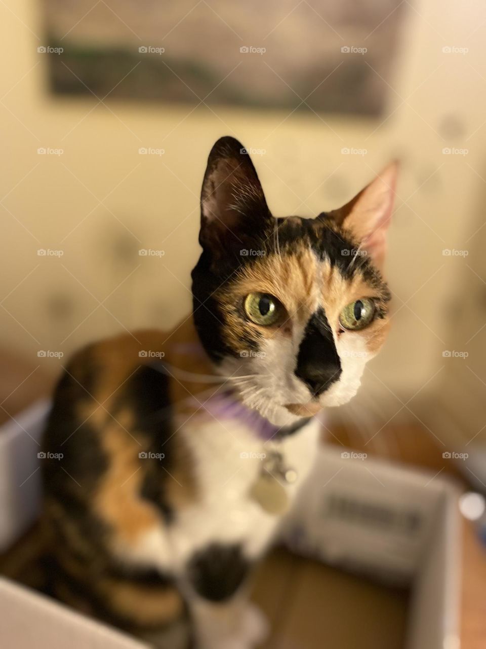 Calico cat