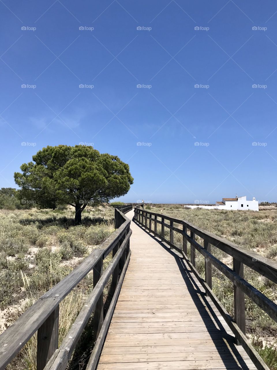 Pathway at Ria Formosa’s Natural Park. Since 1987, the Ria Formosa is one of the 7 Natural Wonders of Portugal not to be missed during your holidays in the Algarve.