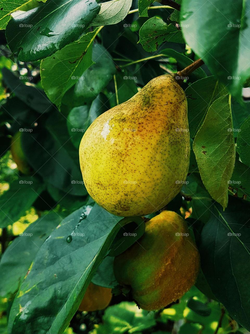 august fruits