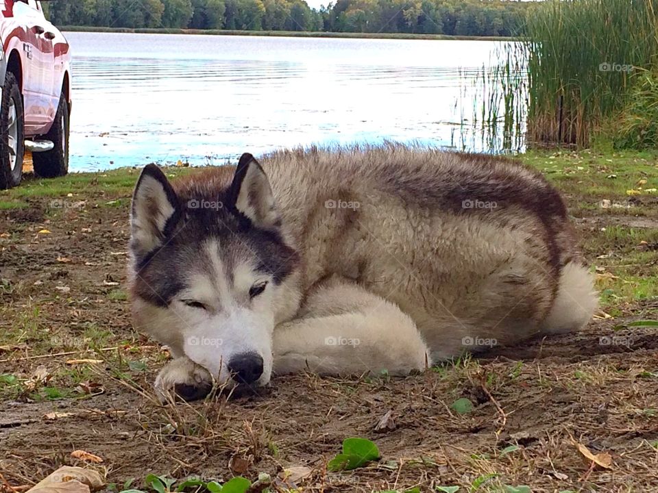 Afternoon nap by the lake 