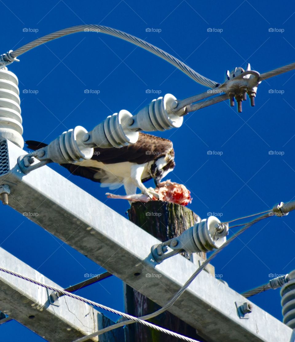 Osprey with lunch on a power pole