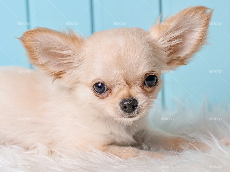 small chihuahua puppy with big ears