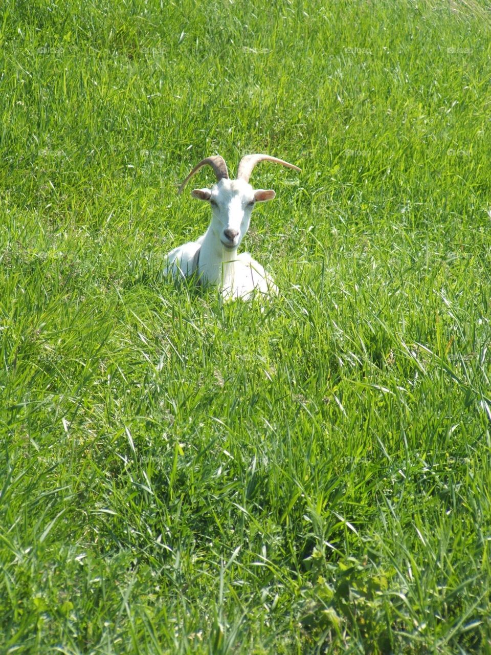 Goat in field