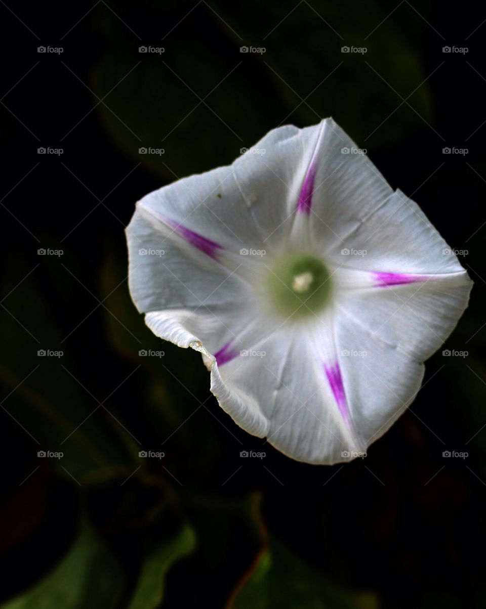 Flowers of Giverny convolvulus white and blue