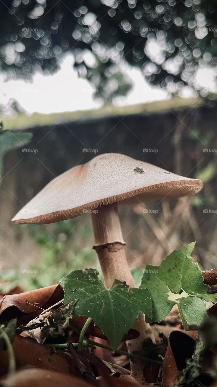 Fungus