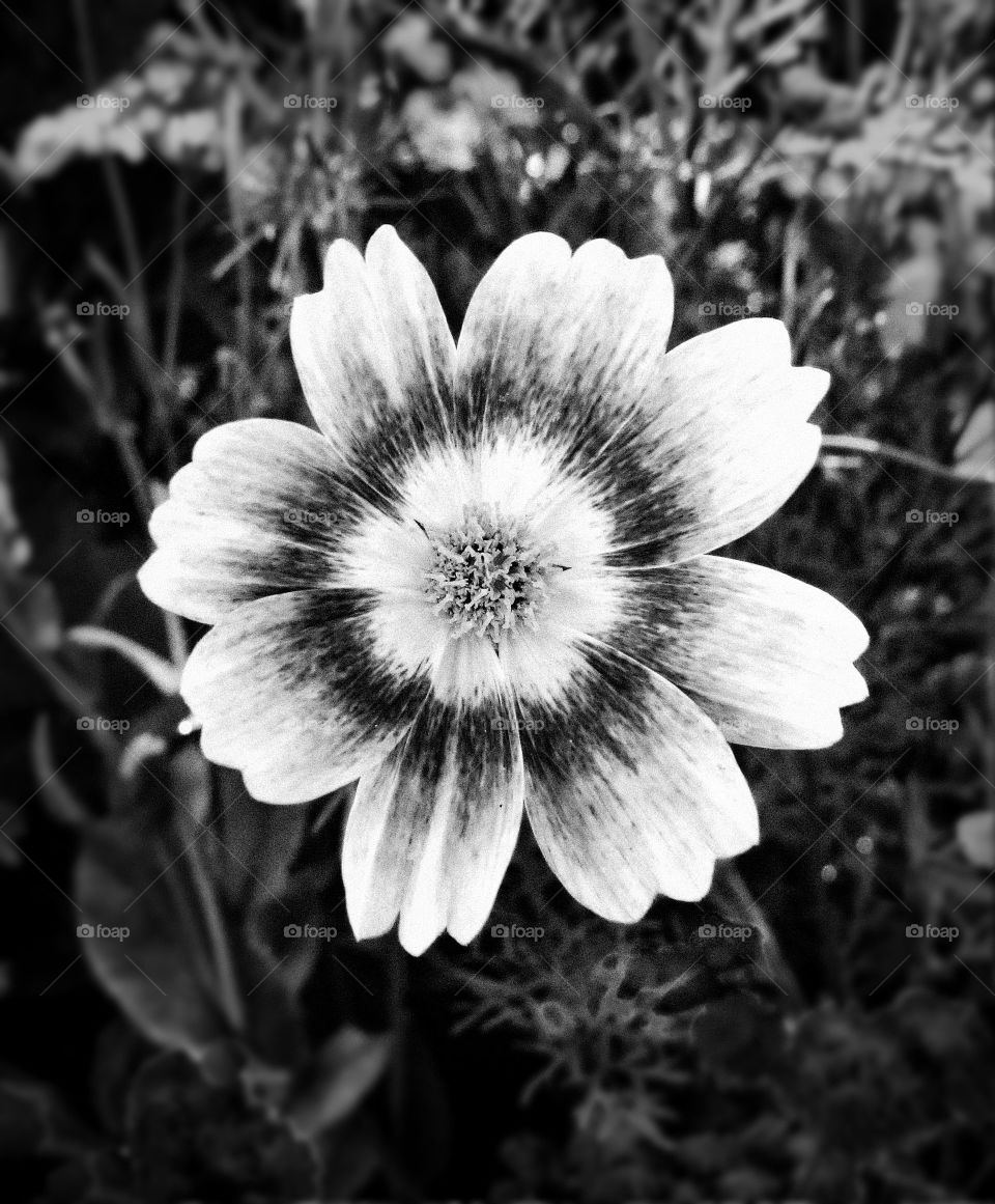 BW flower 