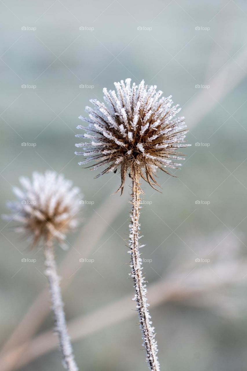 Frozen dry plant covered with ice
