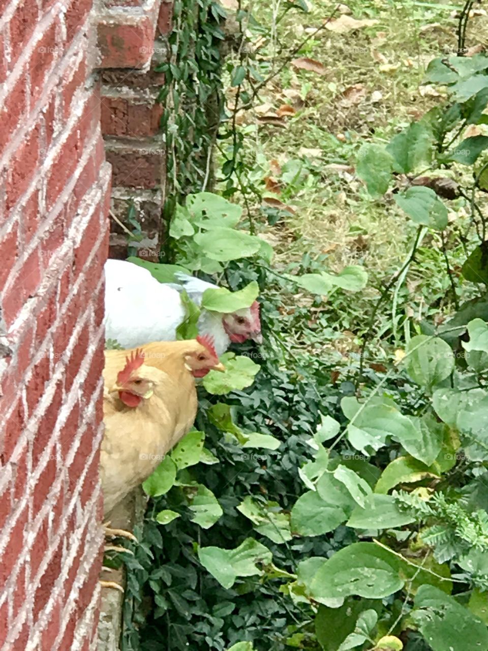 Three Chickens, Brick Wall, Green Plants and Leaves