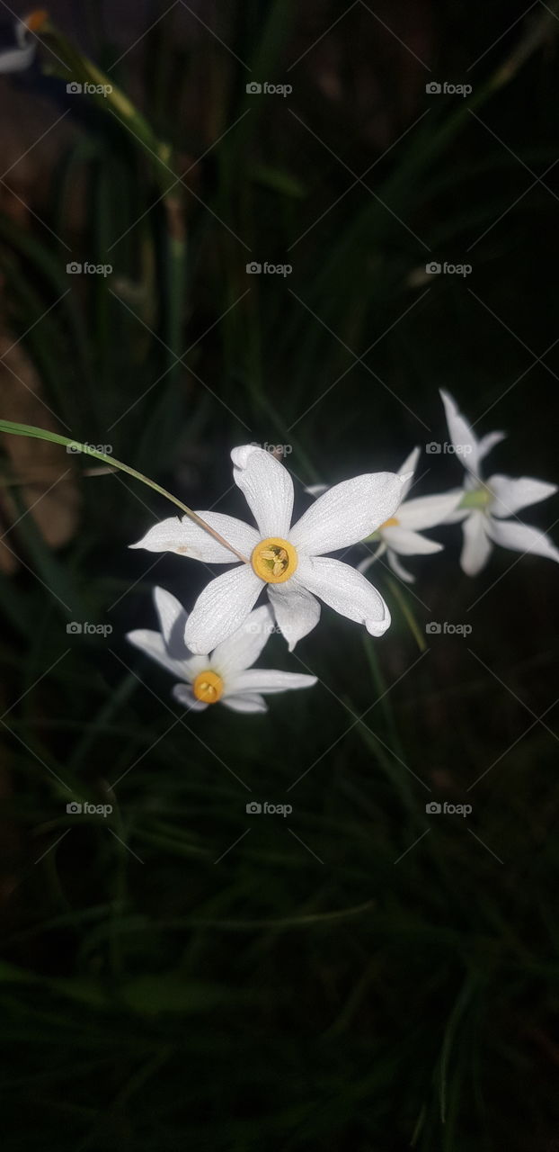 White Flowers