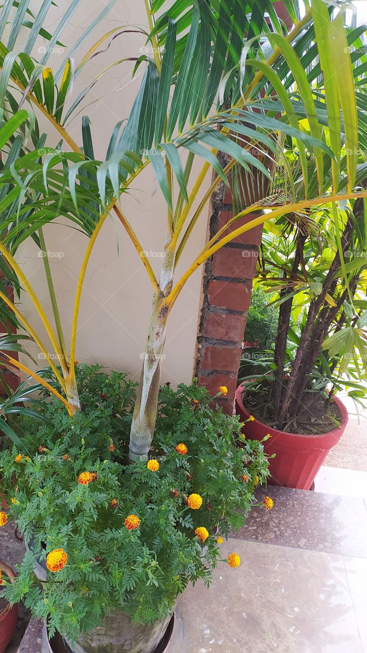 Palm and marigold complementing each other's beauty