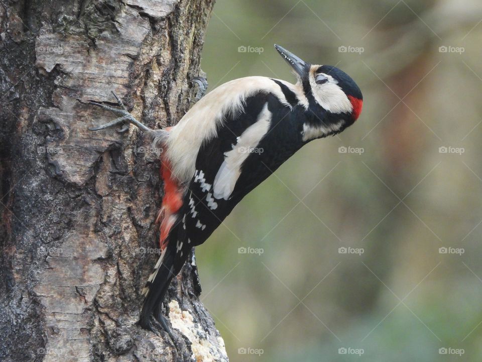 A woodpecker in a tree 